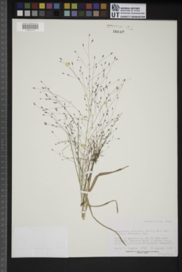Eragrostis trichocolea image