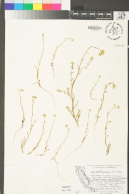 Cryptantha nevadensis image
