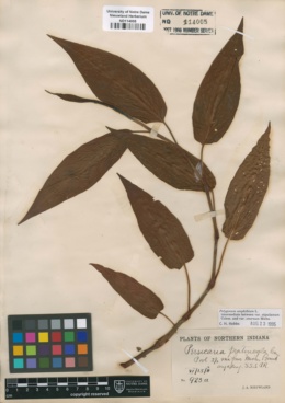 Image of Persicaria pratincola