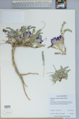Astragalus iodopetalus image