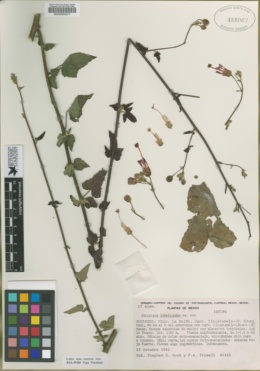 Periptera lobelioides image