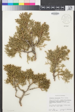 Image of Juniperus osteosperma