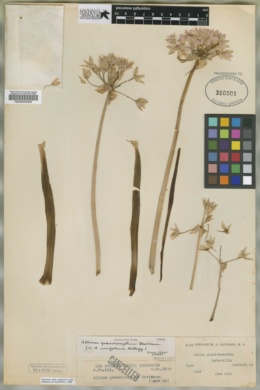 Allium grandisceptrum image