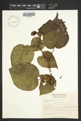 Image of Athenaea viscosa