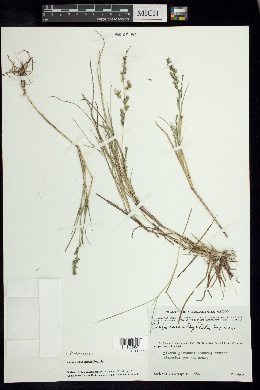 Chaboissaea ligulata image