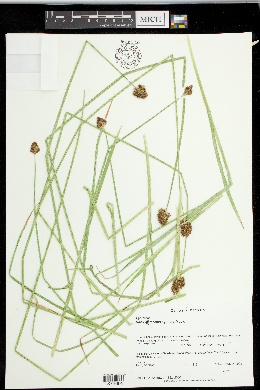 Carex montereyensis image