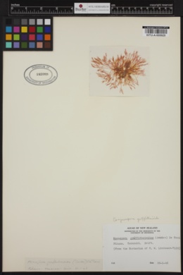 Corynospora griffithsioides image
