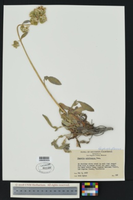 Image of Phacelia californica