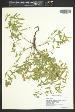 Image of Cassia serpens