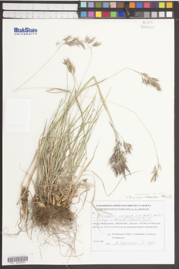 Bromopsis variegata subsp. villosula image