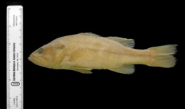 Micropterus salmoides image