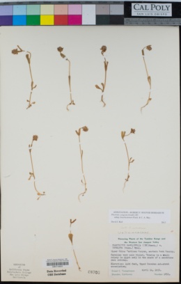 Plectritis congesta subsp. brachystemon image
