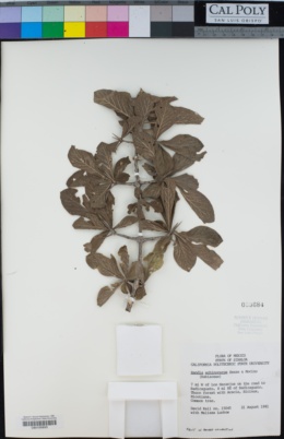 Randia echinocarpa image