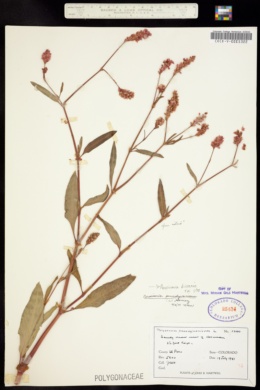 Image of Persicaria bicornis