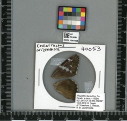 Codatractus arizonensis image