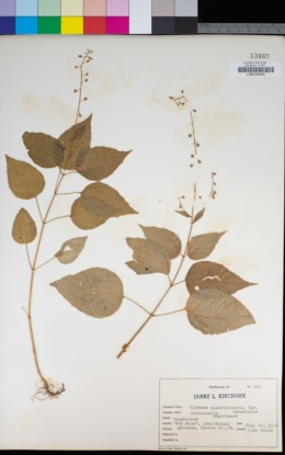 Circaea canadensis subsp. canadensis image