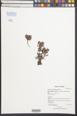 Image of Pedicularis chamissonis