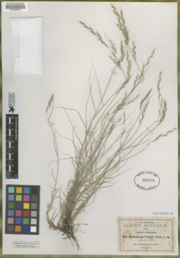 Image of Muhlenbergia pringlei