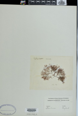Mesogloia coccinea image