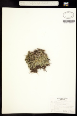 Selaginella densa image