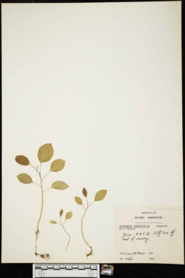Capparis cordifolia image
