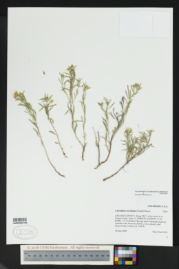 Oenothera serrulata image