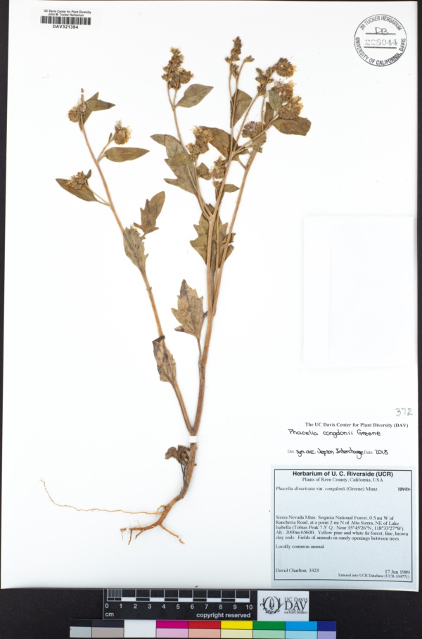 Phacelia congdonii image