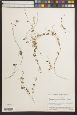 Image of Drymaria glandulosa