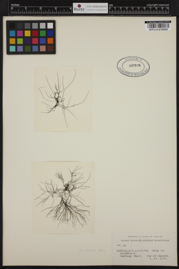 Nothocladus lindaueri image