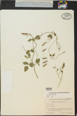 Rhynchosia edulis image
