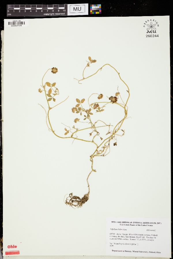 Trifolium bilineatum image