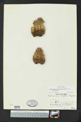 Echinocereus viridiflorus var. viridiflorus image