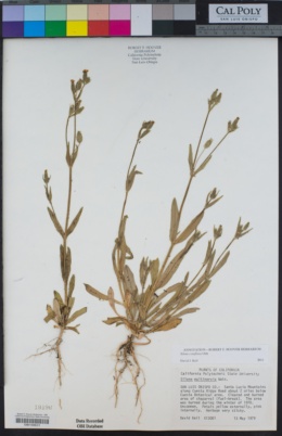 Silene coniflora image