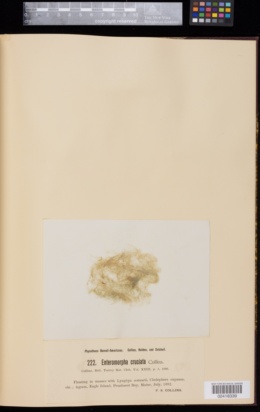 Enteromorpha cruciata image