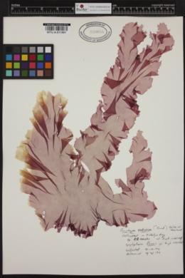 Porphyra purpurea image