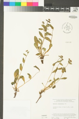 Hackelia sharsmithii image