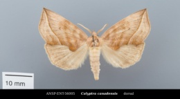 Calyptra canadensis image