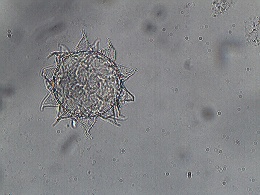 Mesobiotus mauccii image