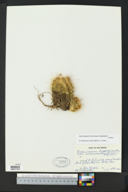 Echinocereus coccineus var. coccineus image