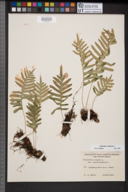 Polypodium cambricum image