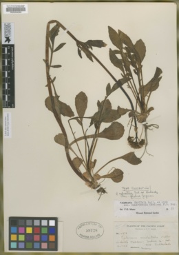 Valeriana acutiloba var. glabra image