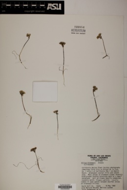 Allium hickmanii image