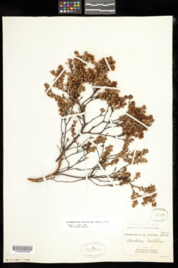 Leiophyllum buxifolium image