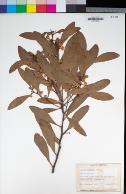 Acacia latifolia image