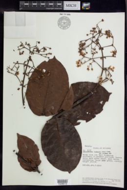 Banisteriopsis pubescens image