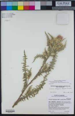 Cirsium arizonicum var. chellyense image