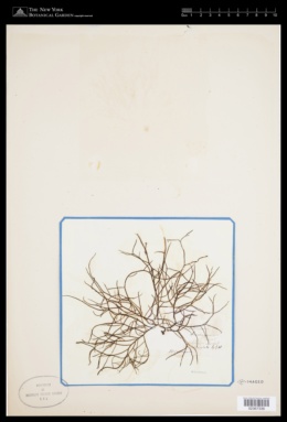 Image of Carradoriella elongata