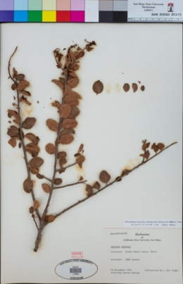 Image of Schinus microphylla