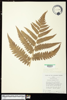 Cibotium menziesii image
