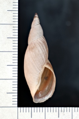 Image of Stagnicola reflexa